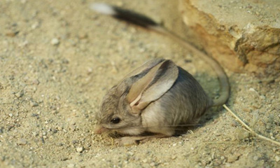 Соотон Алагдаахай (Euchoreutes naso Sclater, 1890) 